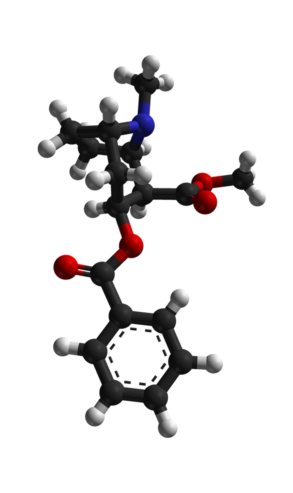 Molecular model of cocaine.