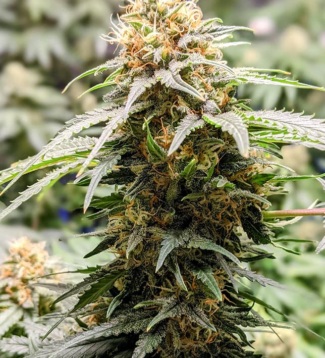 A marijuana plant.